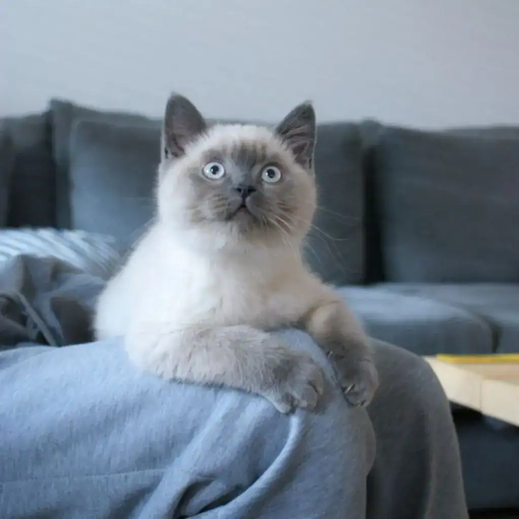 British Shorthair Blue Point