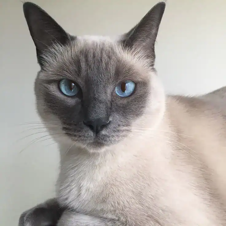 Siamese Blue Point