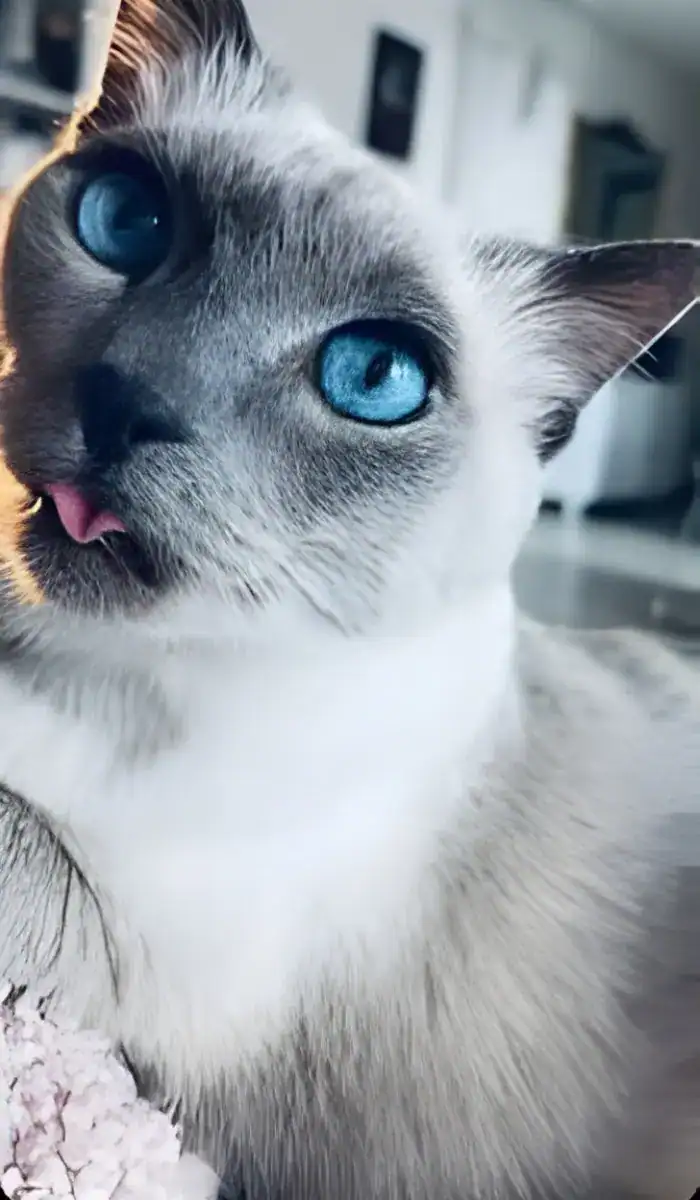 Blue point kedi görünümü