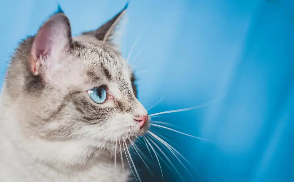 Blue Point kedi, mavi gözleri ve açık renkli tüyleriyle dikkat çeker.