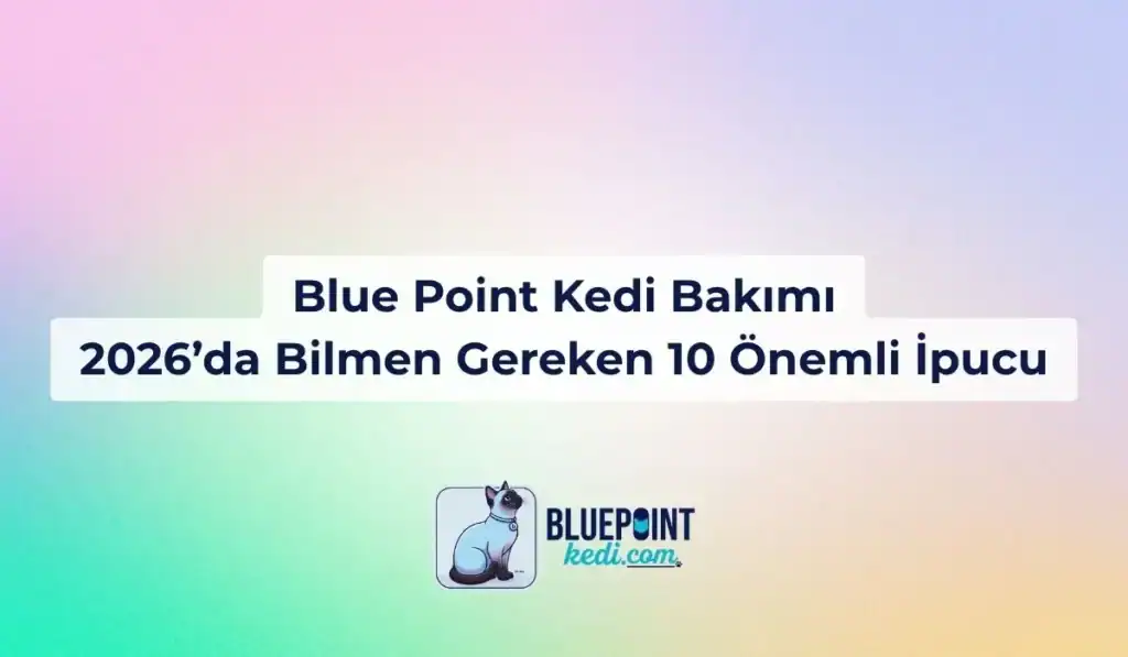 Blue Point Kedi Bakımı olması gerekenler