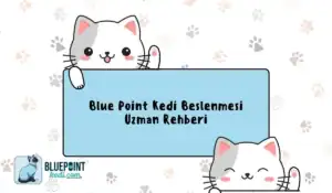 Blue Point kedi beslenmesi uzman rehberi, sevimli kedilerin beslenme ihtiyaçlarını açıklıyor.