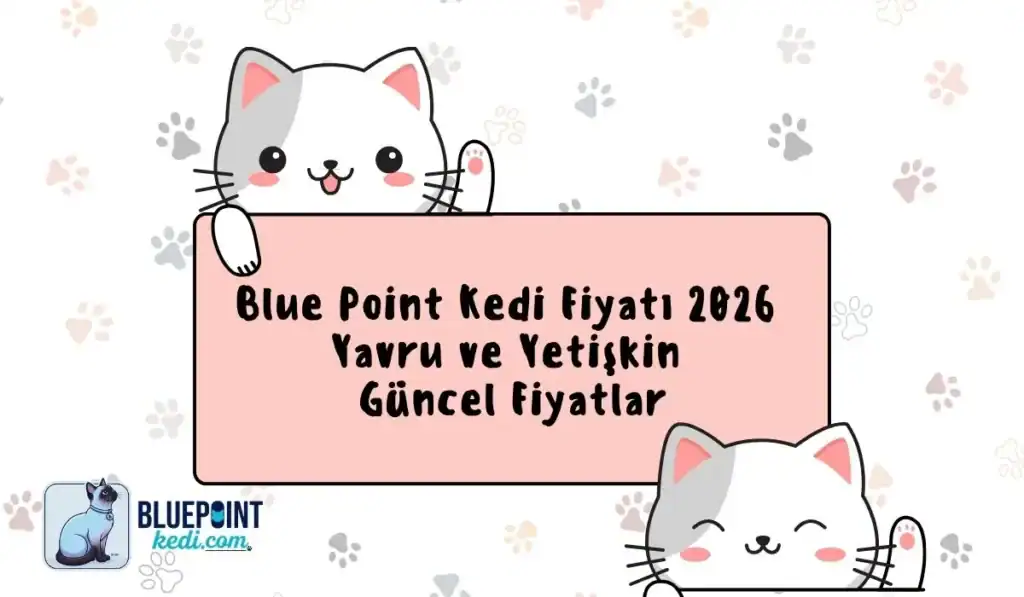 Blue Point Kedi Fiyatı ile ilgili görsel