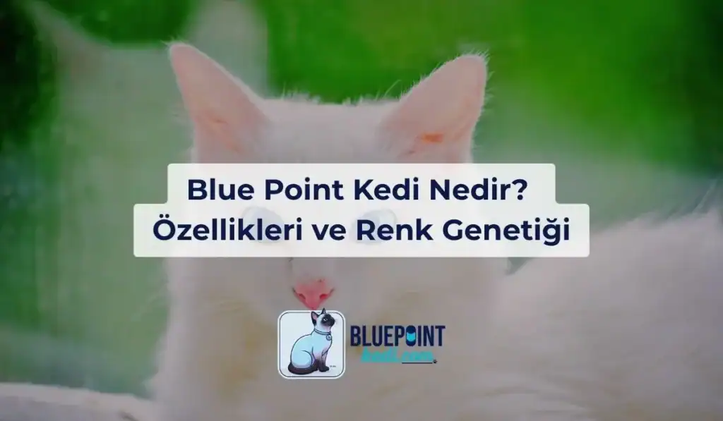 Blue Point Kedi Nedir kedilerin özellikleri nedir