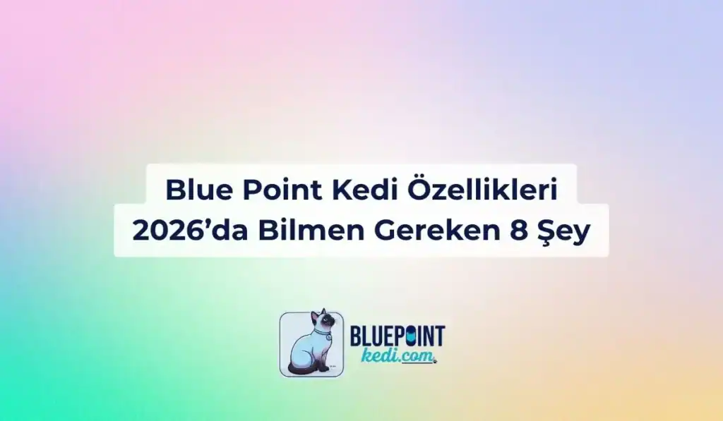 Blue Point Kedi Özellikleri bilinmeesi gerekenler
