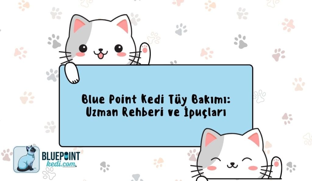 Blue Point kedileri için tüy bakımı hakkında uzman rehberi ve ipuçları sunan bir görsel.