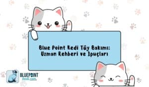 Blue Point kedileri için tüy bakımı hakkında uzman rehberi ve ipuçları sunan bir görsel.