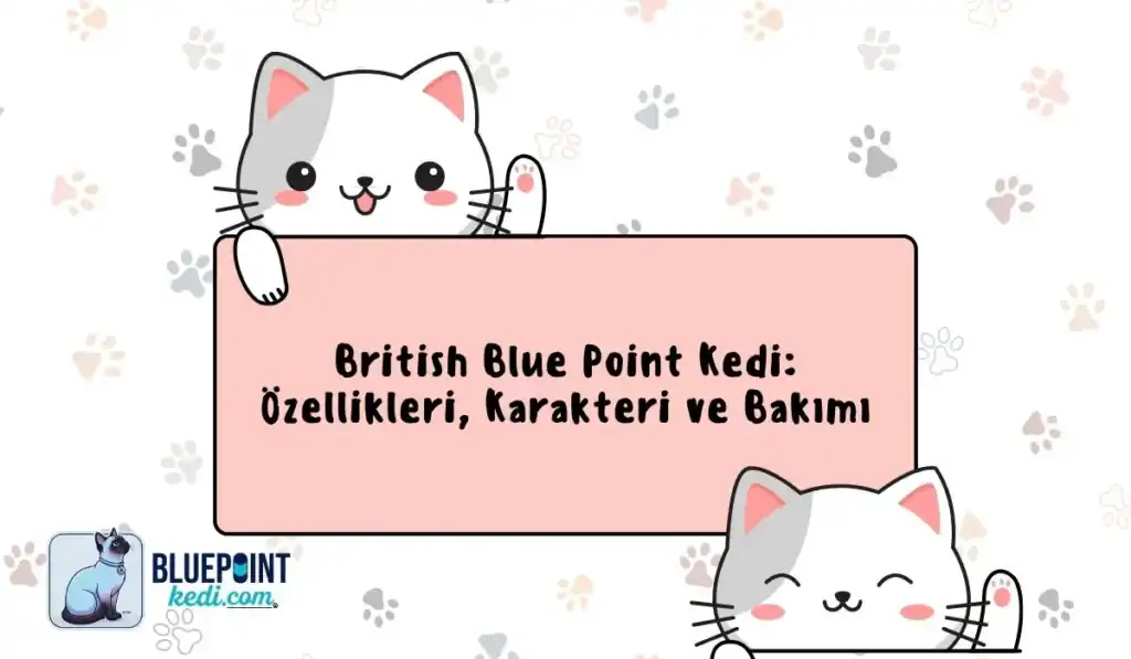 British Blue Point Kedi özellikleri ile iligli yazı