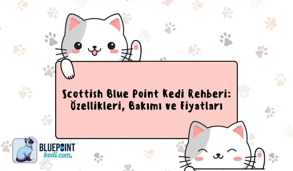 Scottish Blue Point kedileri hakkında özellikler, bakımı ve fiyatlarıyla ilgili bilgilendirici bir grafik.