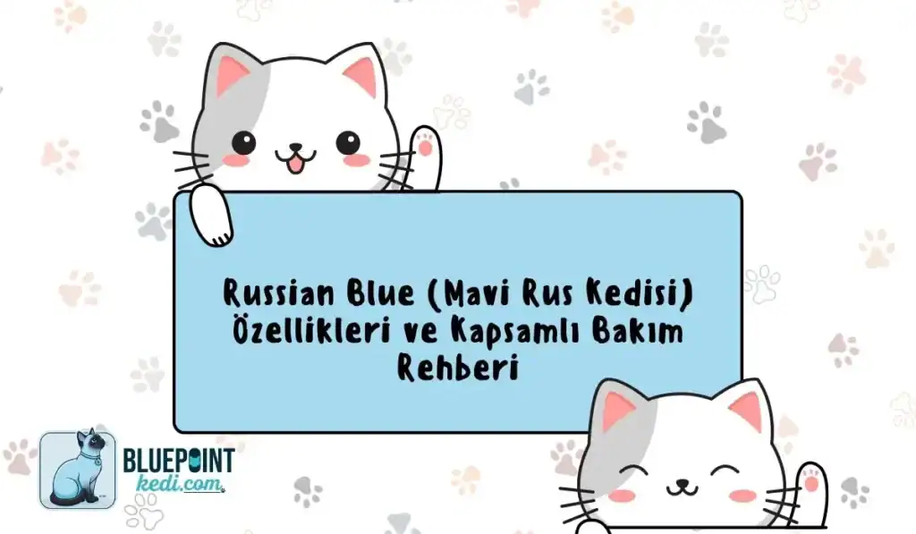 Russian Blue (Mavi Rus Kedisi) özellikleri ve bakımı hakkında bilgi veren bir rehber.
