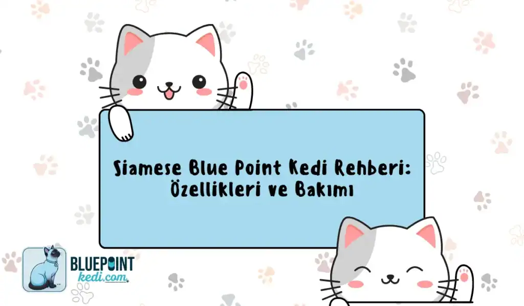 Siamese Blue Point kedi rehberi, özellikleri ve bakımı hakkında bilgi veren bir görsel.