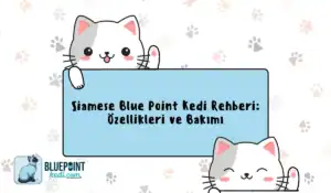 Siamese Blue Point kedi rehberi, özellikleri ve bakımı hakkında bilgi veren bir görsel.