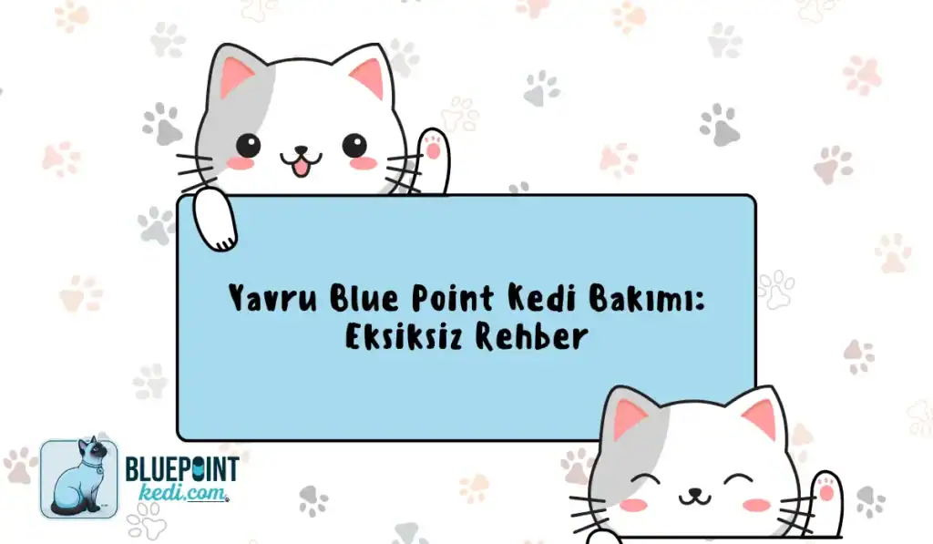 Yavru Blue Point kedisi bakımı hakkında bilgi veren eğlenceli bir grafik. Kedi figürleri ve metin içeriyor.