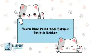 Yavru Blue Point kedisi bakımı hakkında bilgi veren eğlenceli bir grafik. Kedi figürleri ve metin içeriyor.